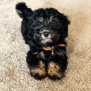 Meet your Posher, Sam